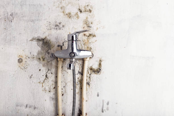 Best Residential Mold Removal  in Selma, TX