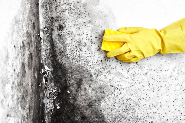 Water Damage Restoration in Selma, TX