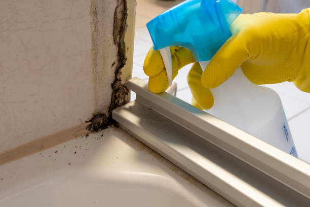 Best Best Mold Removal Companies  in Selma, TX