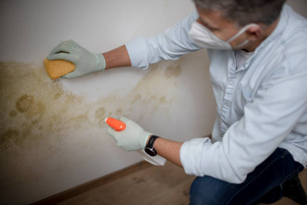Professional Mold Removal in Selma, TX