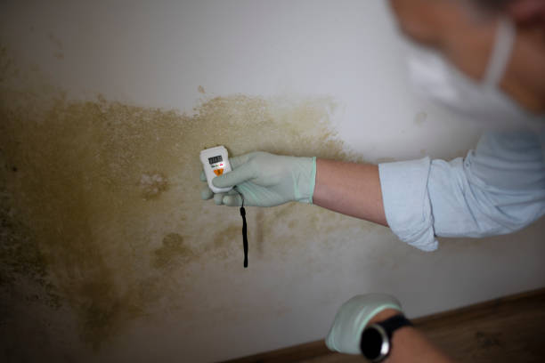 Best Mold Testing  in Selma, TX