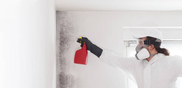 Best Local Mold Removal Service  in Selma, TX
