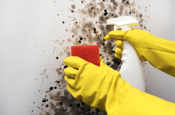 Best Fast Mold Removal  in Selma, TX