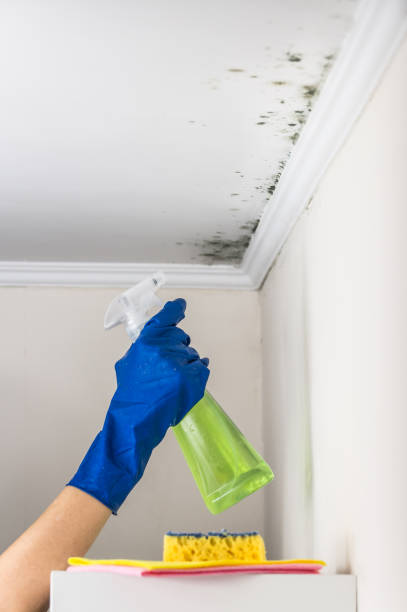 Best Crawl Space Mold Removal  in Selma, TX