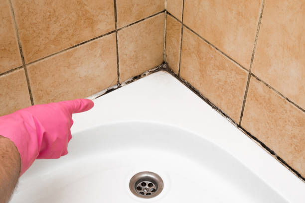 Crawl Space Mold Removal in Selma, TX
